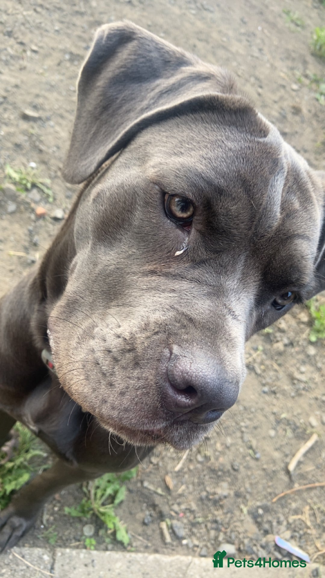 Cane Corso dogs for sale: Female 9 month old cane corso - Image 5