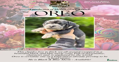 Mixed Breed dogs - Advert 2