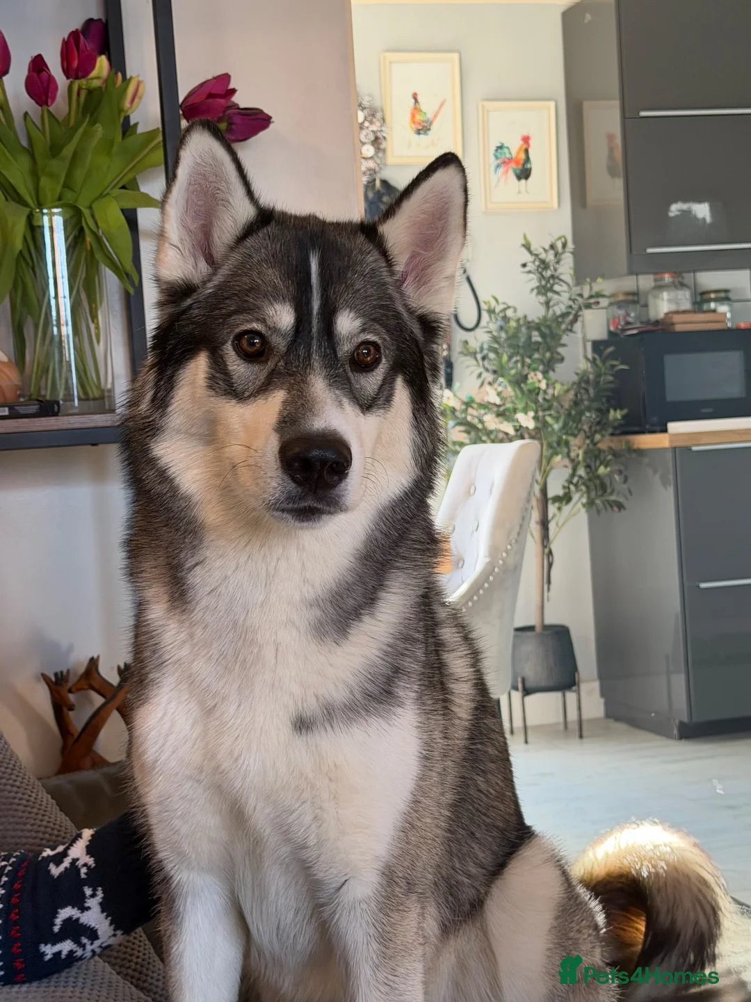 Siberian Husky dogs for stud: Siberian husky for stud  - Advert 8