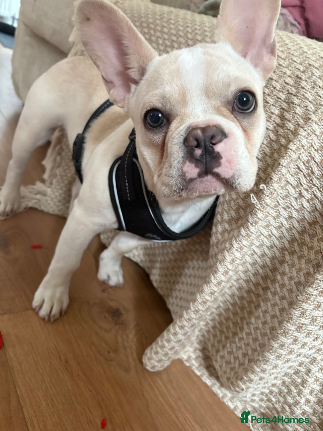 French Bulldog dogs for sale: Female dog for sale - Advert 4
