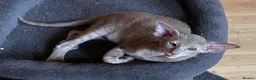 Oriental cats for sale: Stunning GCCF Oriental Caramel Tortie Female - Advert 3