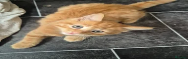 Ginger kitten