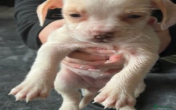 Mixed Breed dogs for sale: Sprocker x frenchie - Image 5