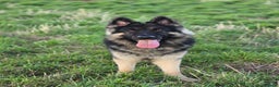 German Shepherd dogs for stud: Chunky GSD male for stud  in Redcar - Advert 3