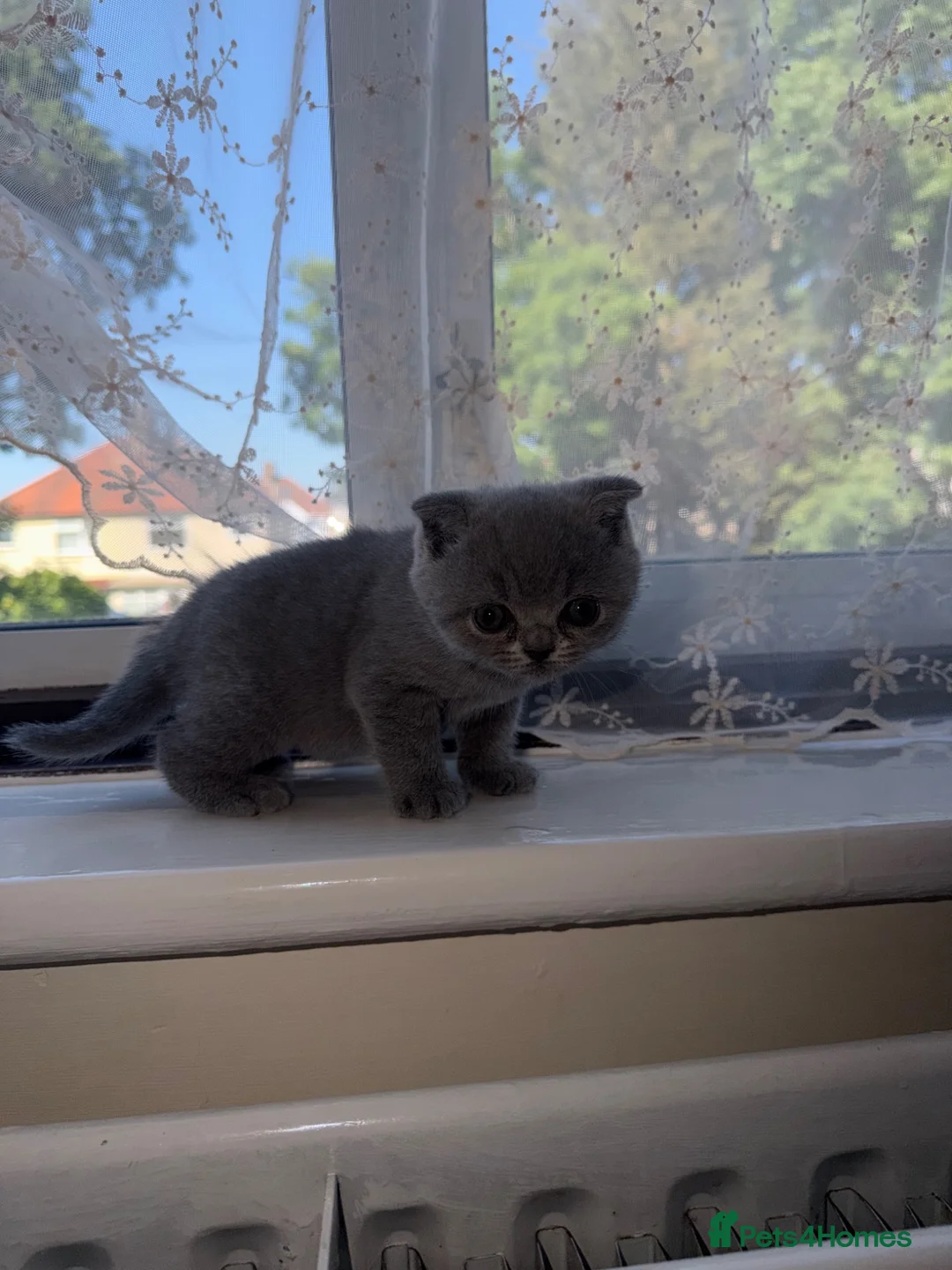Scottish Fold cats for sale: Scottish fold girl for sale  in Edgware - Advert 2