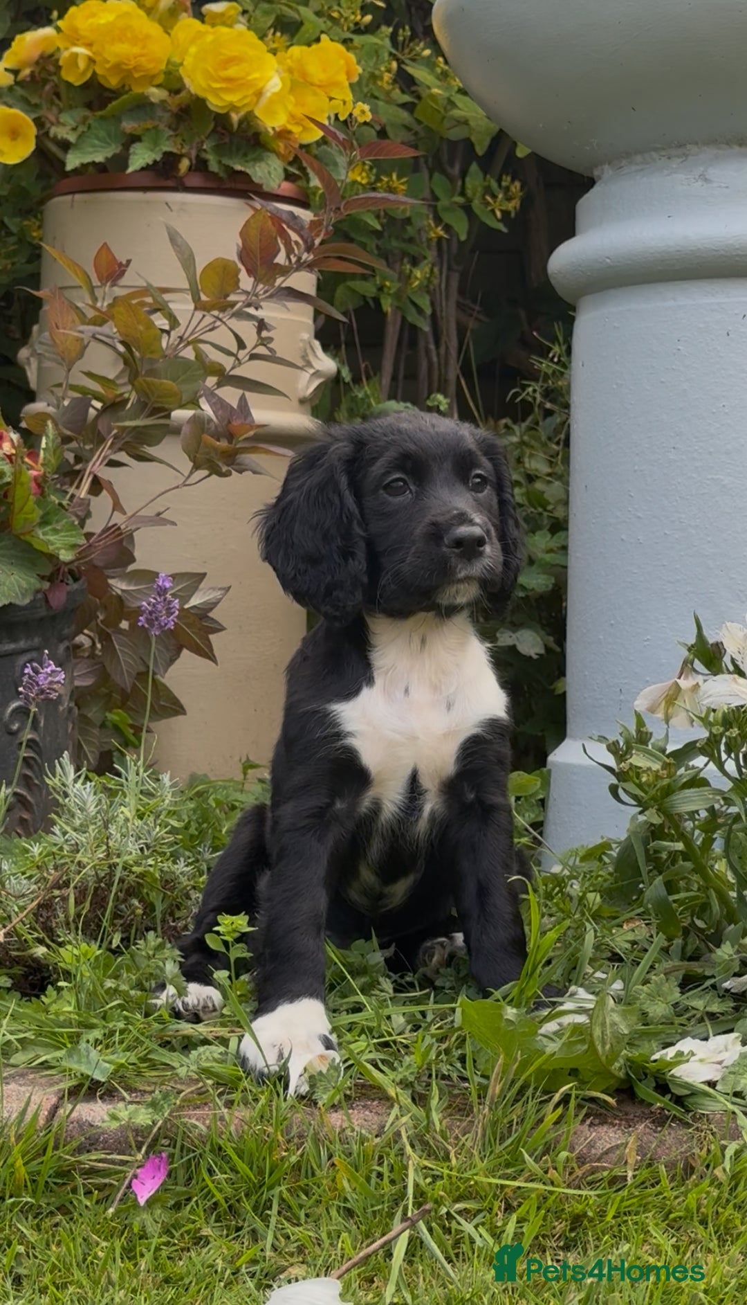 Cocker Spaniel dogs for sale: *READY TO LEAVE* KC Reg Working Cocker Pups in Stocksfield - Image 1