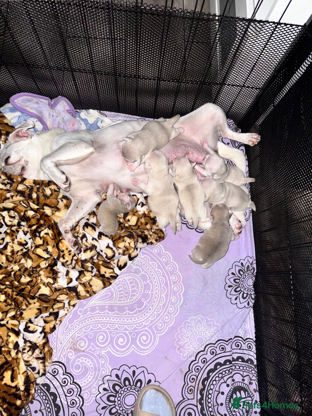 Pug dogs for sale: beautiful rare colour pug puppies - Advert 10