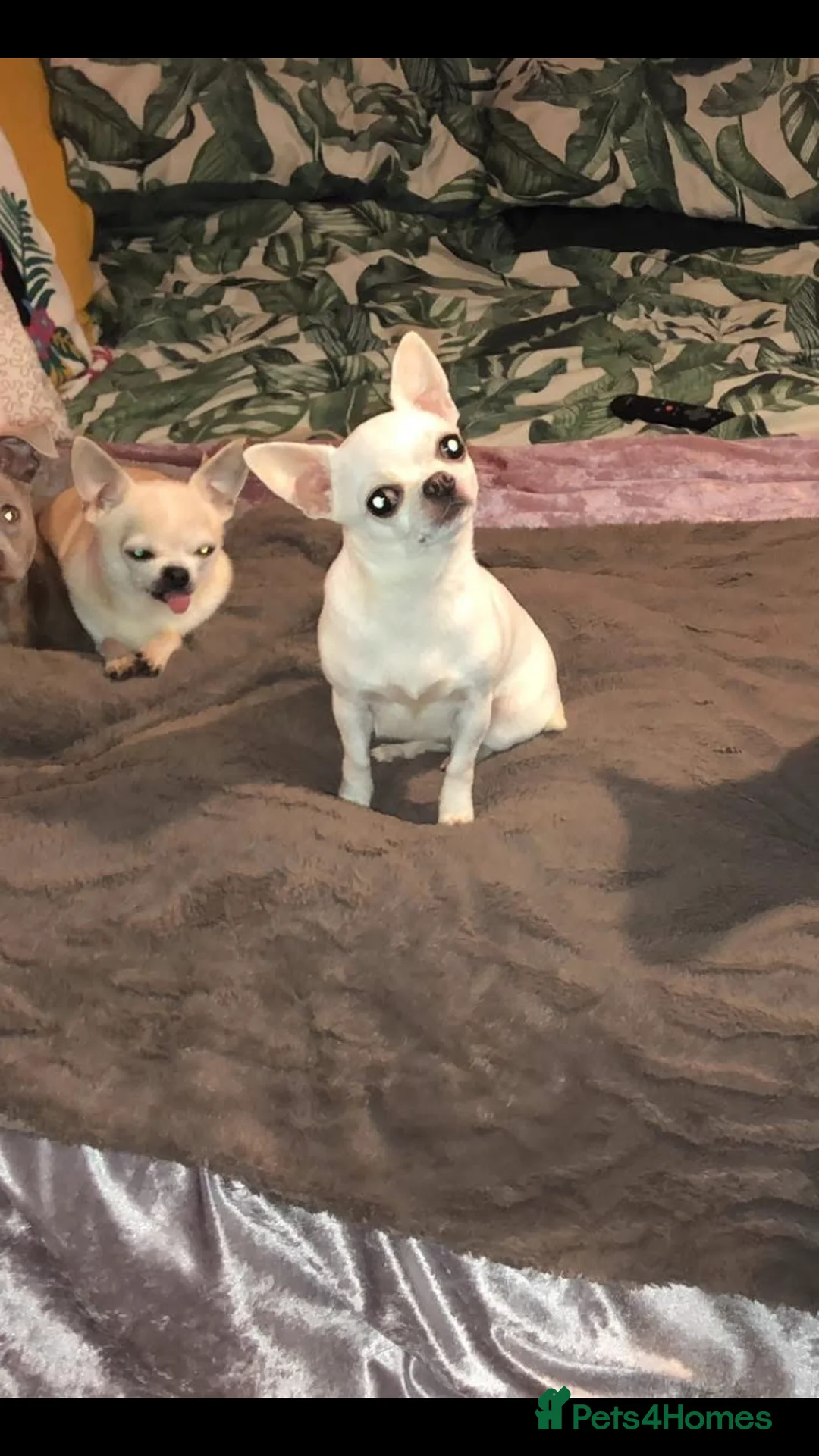 Chihuahua dogs for sale: Chihuahua  - Advert 2