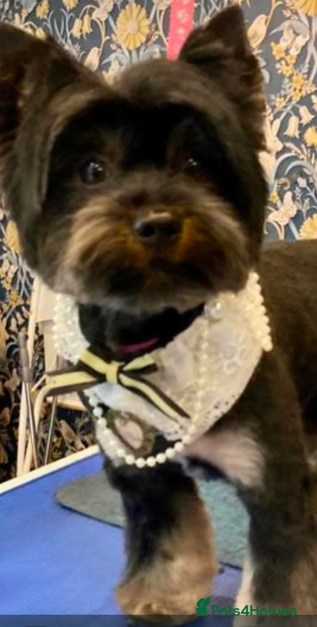 Mixed Breed dogs for sale: Yorkshire terrier X puppies  - Advert 14