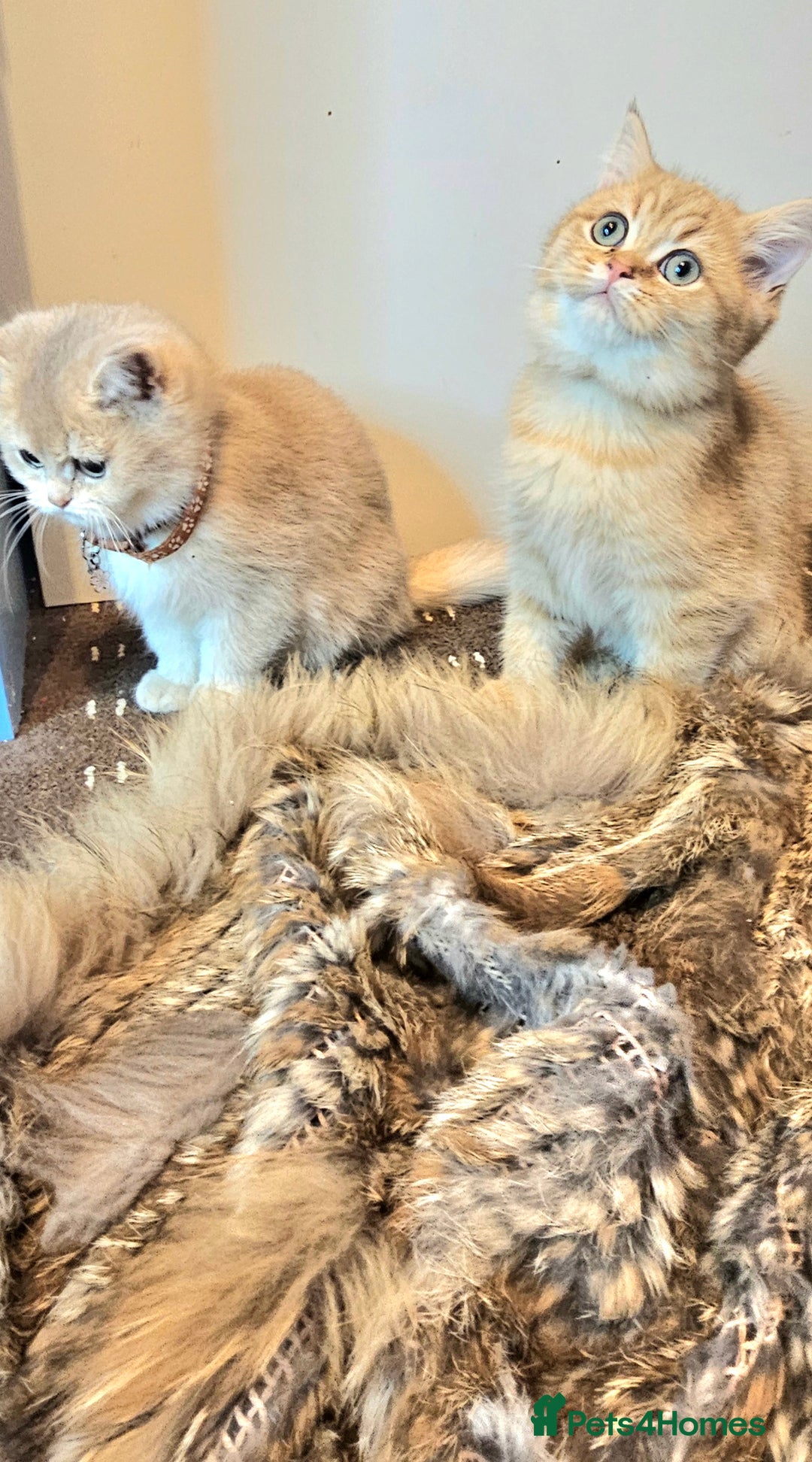 British Shorthair cats for sale: BSH GOLDEN KITTENS - Advert 20