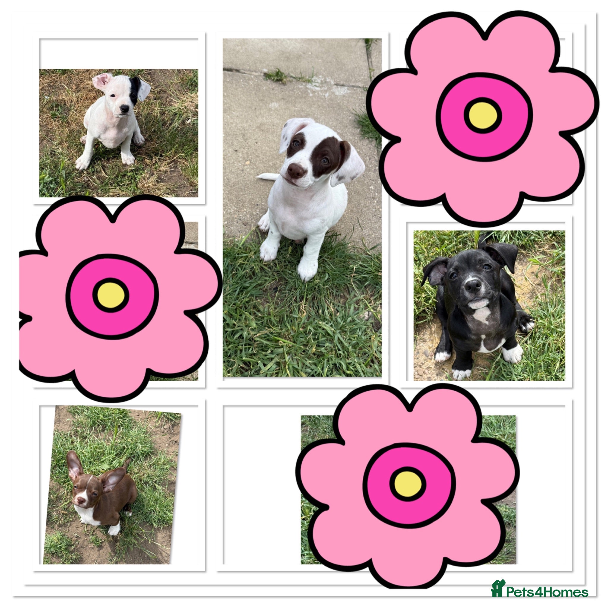 Mixed Breed dogs ❌French bulldog/cocker spaniels ❌ - Advert 8
