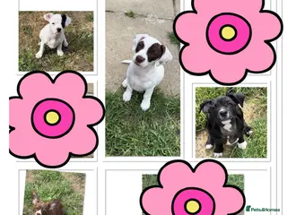 Mixed Breed dogs ❌French bulldog/cocker spaniels ❌ - Advert 8