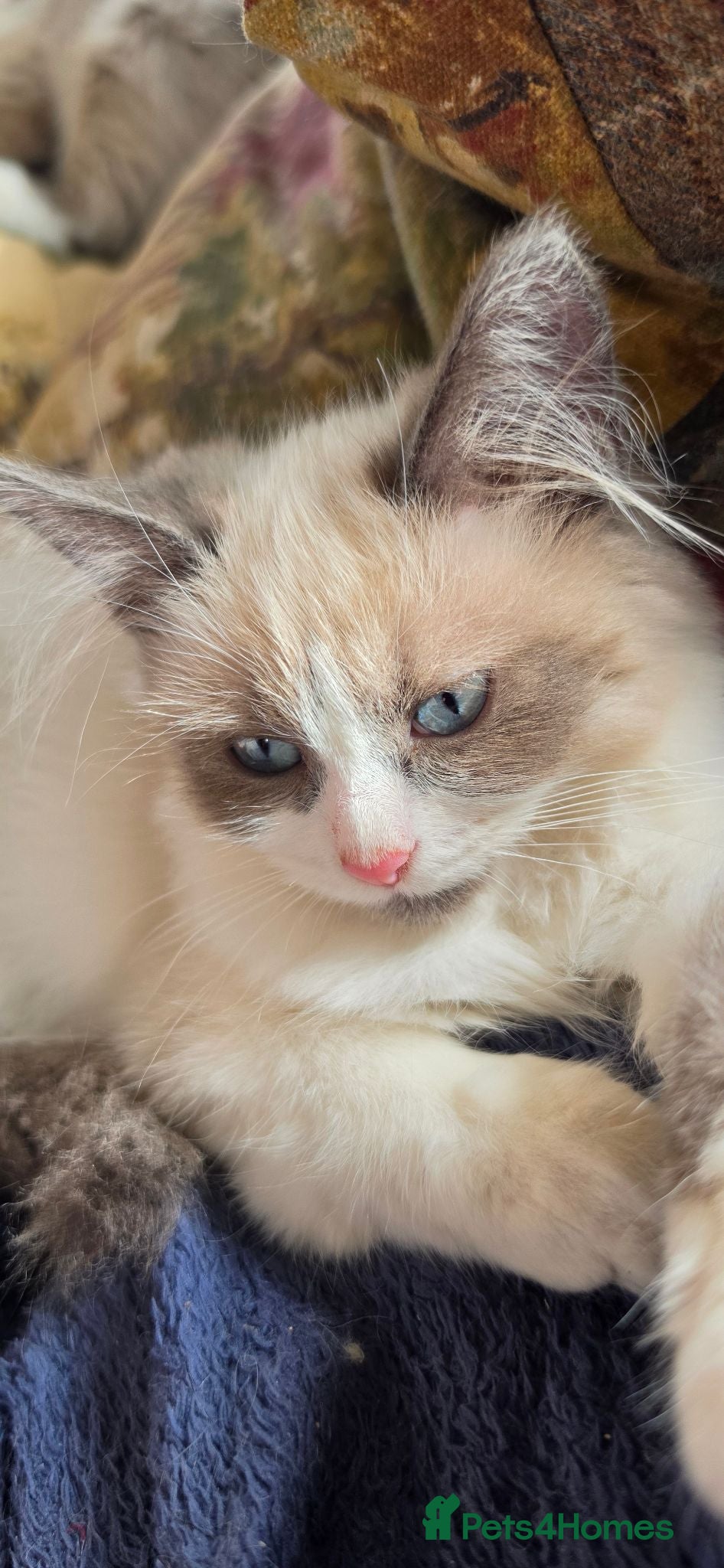Siberian cats GORGEOUS REGISTERED SIBERIAN BOYS - Advert 4