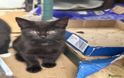 Mixed Breed cats for sale: Lovely adorable kittens - Image 10