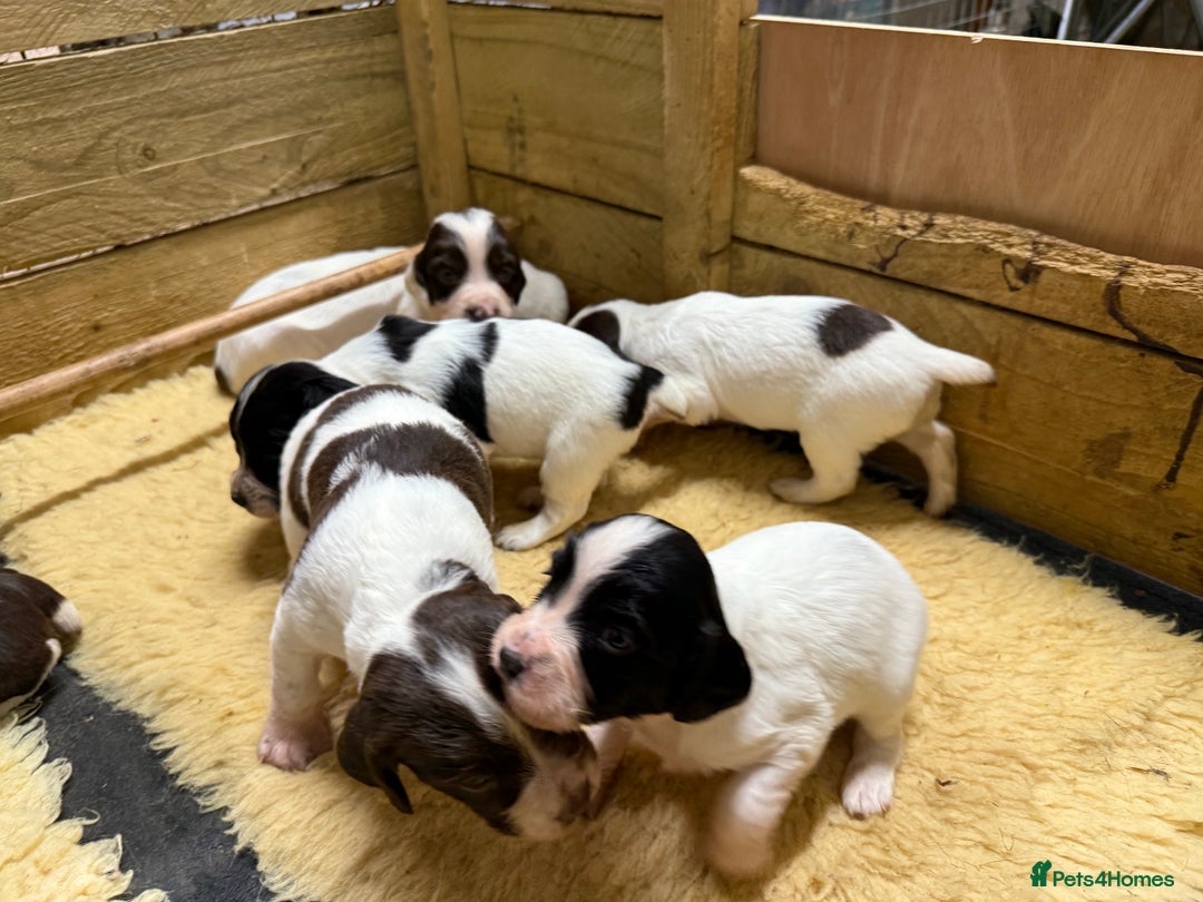 English Springer Spaniel dogs for sale: Springer spaniel puppies for sale  - Image 25