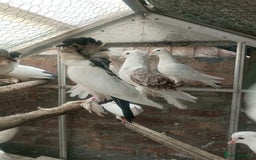 Pigeons birds for sale: Pigeon for sale - Image 4