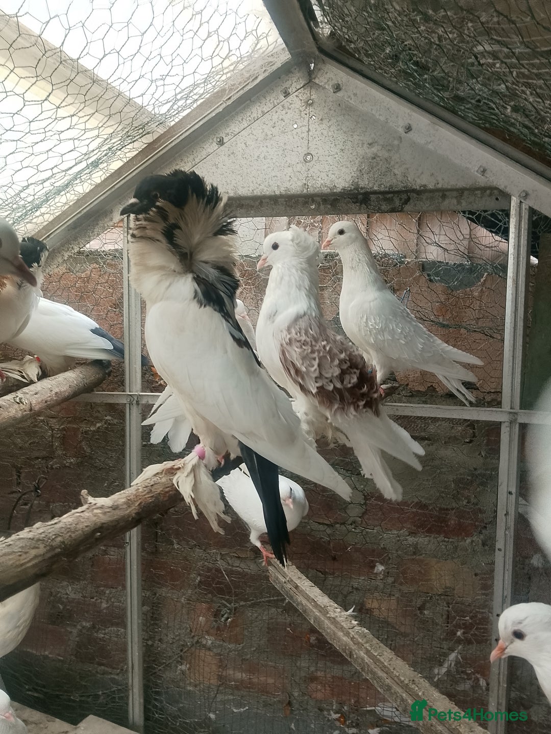 Pigeons birds for sale: Pigeon for sale - Image 4