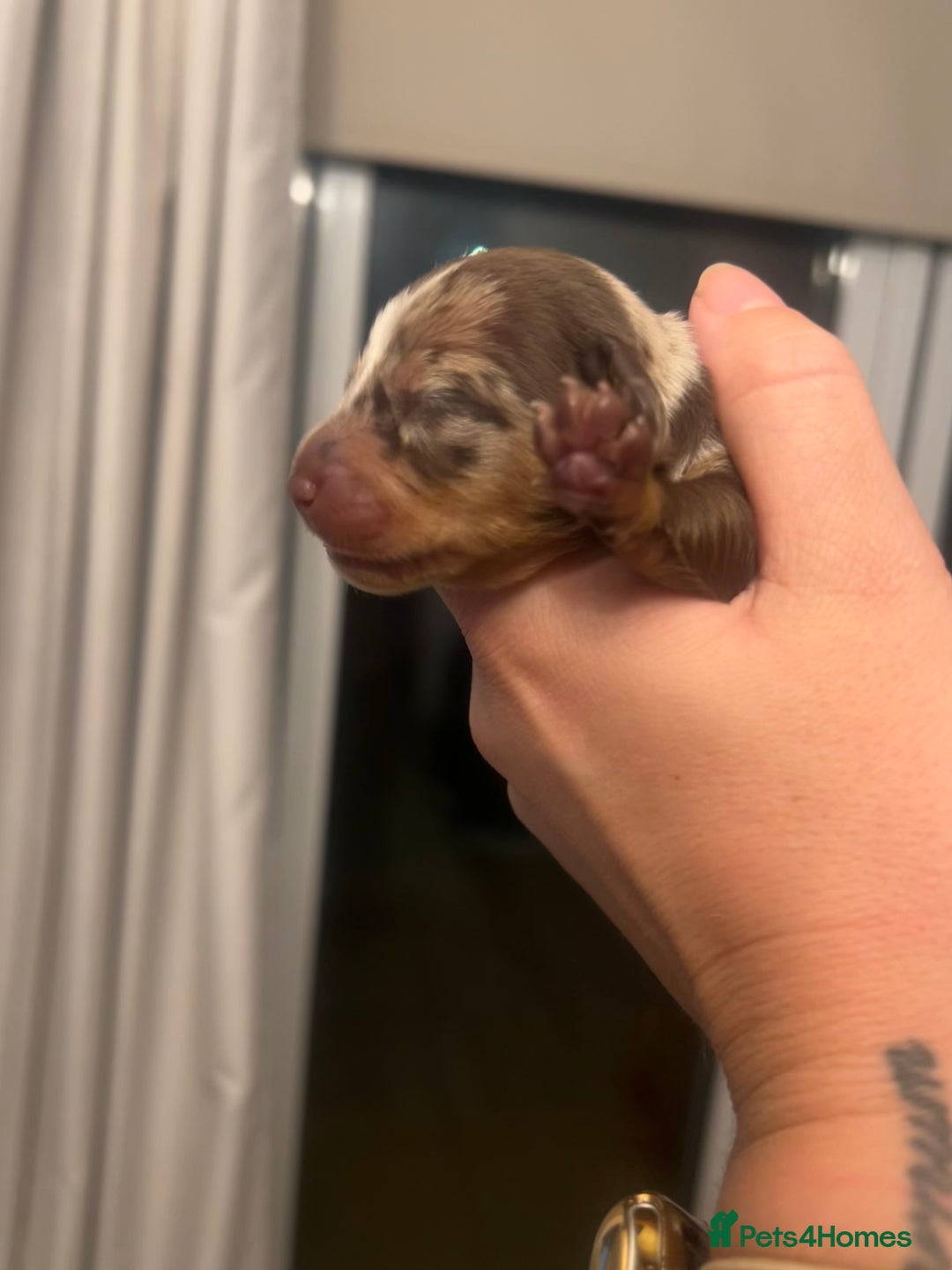 Miniature Dachshund dogs for sale: Just born, miniature dachshunds, boys & girls - Advert 7