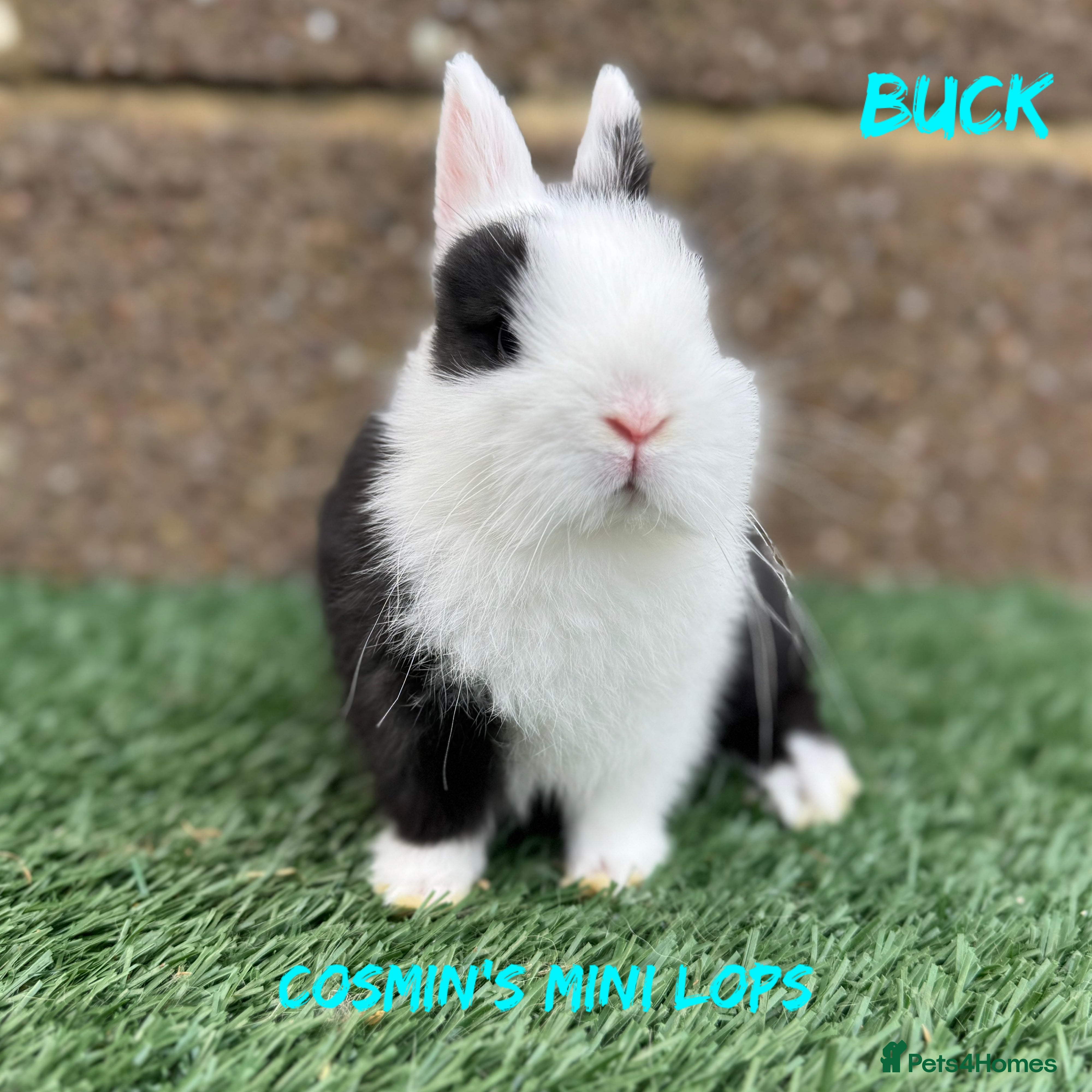 Netherland Dwarf rabbits Pure breed Netherlands dwarf  - Advert 5