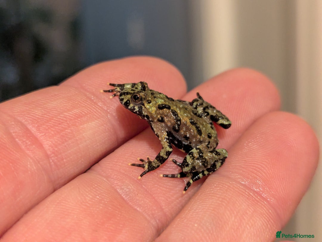 Frog reptiles for sale: Bombina oriental (fire bellie toads ) - Image 5