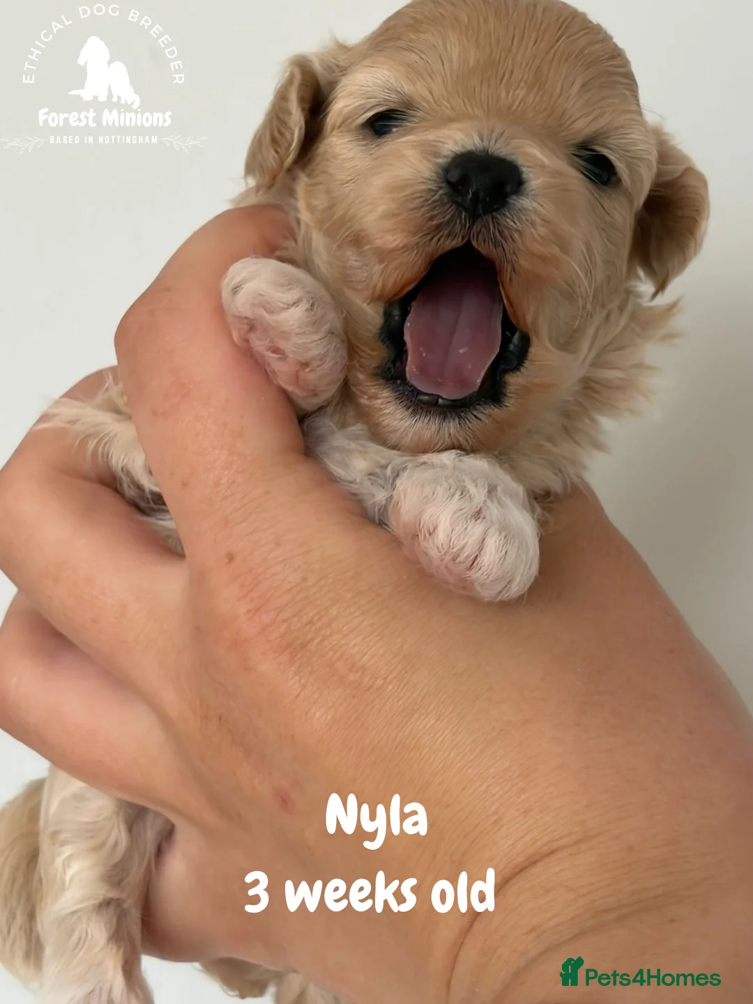 Maltipoo dogs for sale: Beautiful Maltipoo puppies ❤️ - Advert 1
