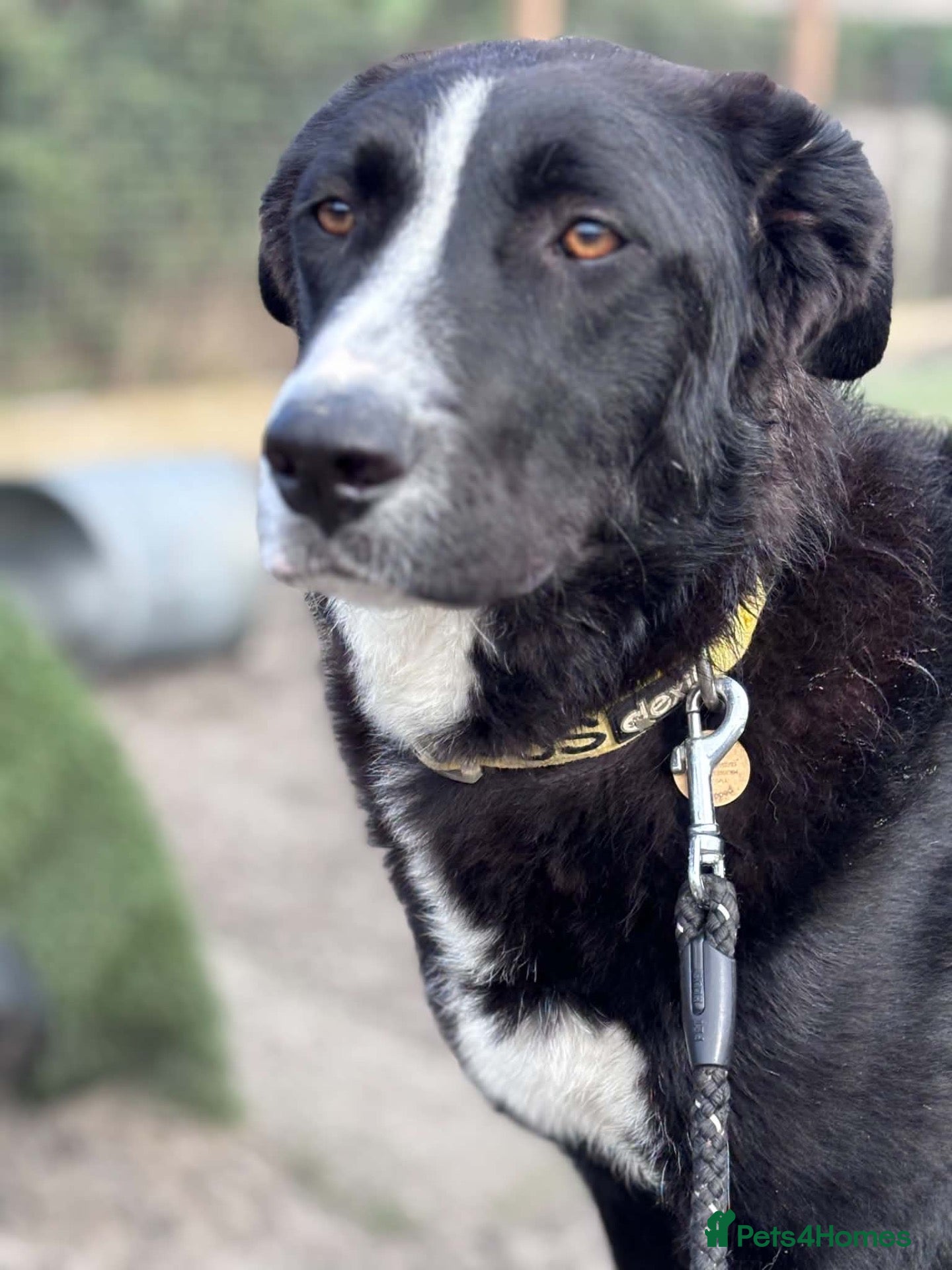 Mixed Breed dogs BEAUTIFUL MAGGIE 💜 - Advert 2