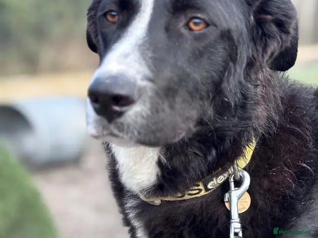 Mixed Breed dogs for adoption: BEAUTIFUL MAGGIE 💜 - Advert 2