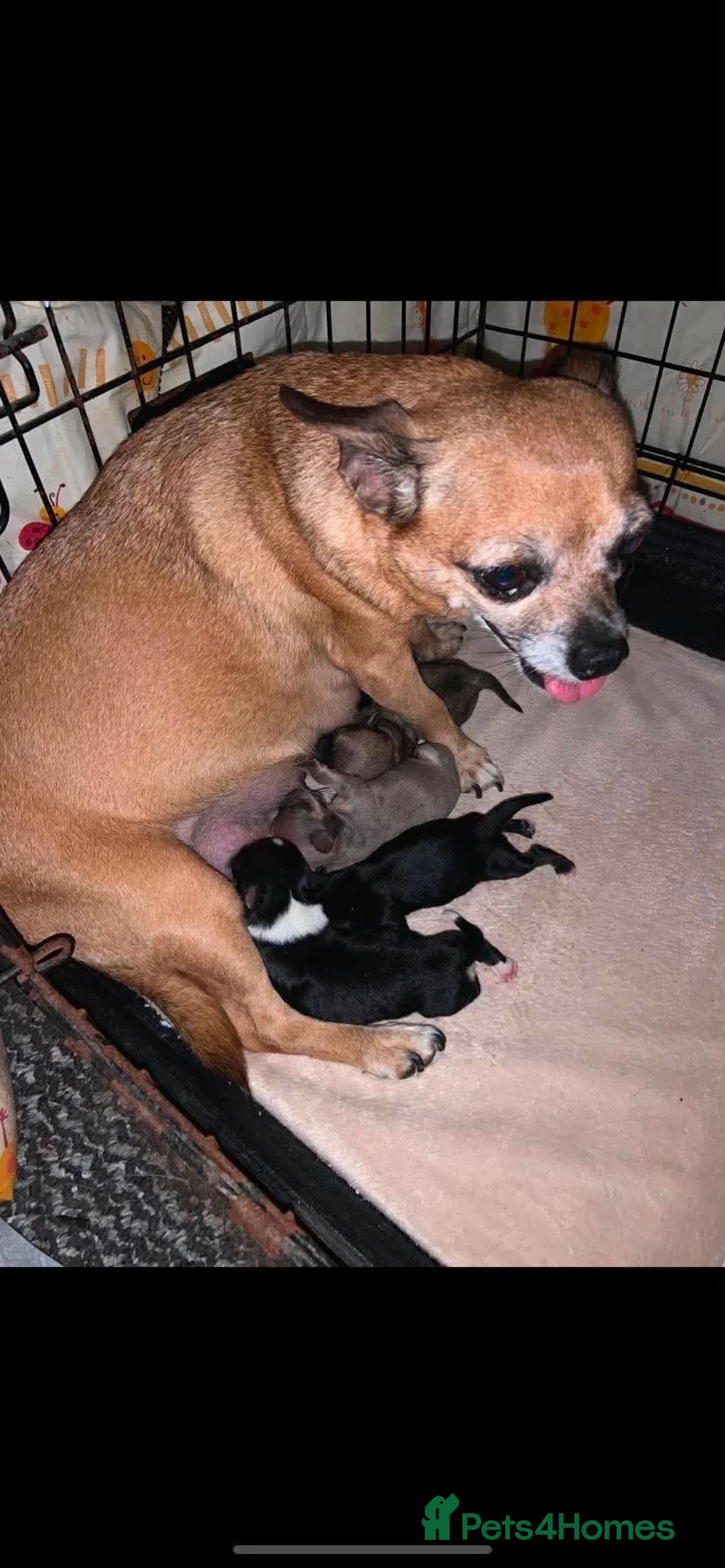 Chihuahua dogs for sale: 5 beautiful chihuahua pups  - Advert 2