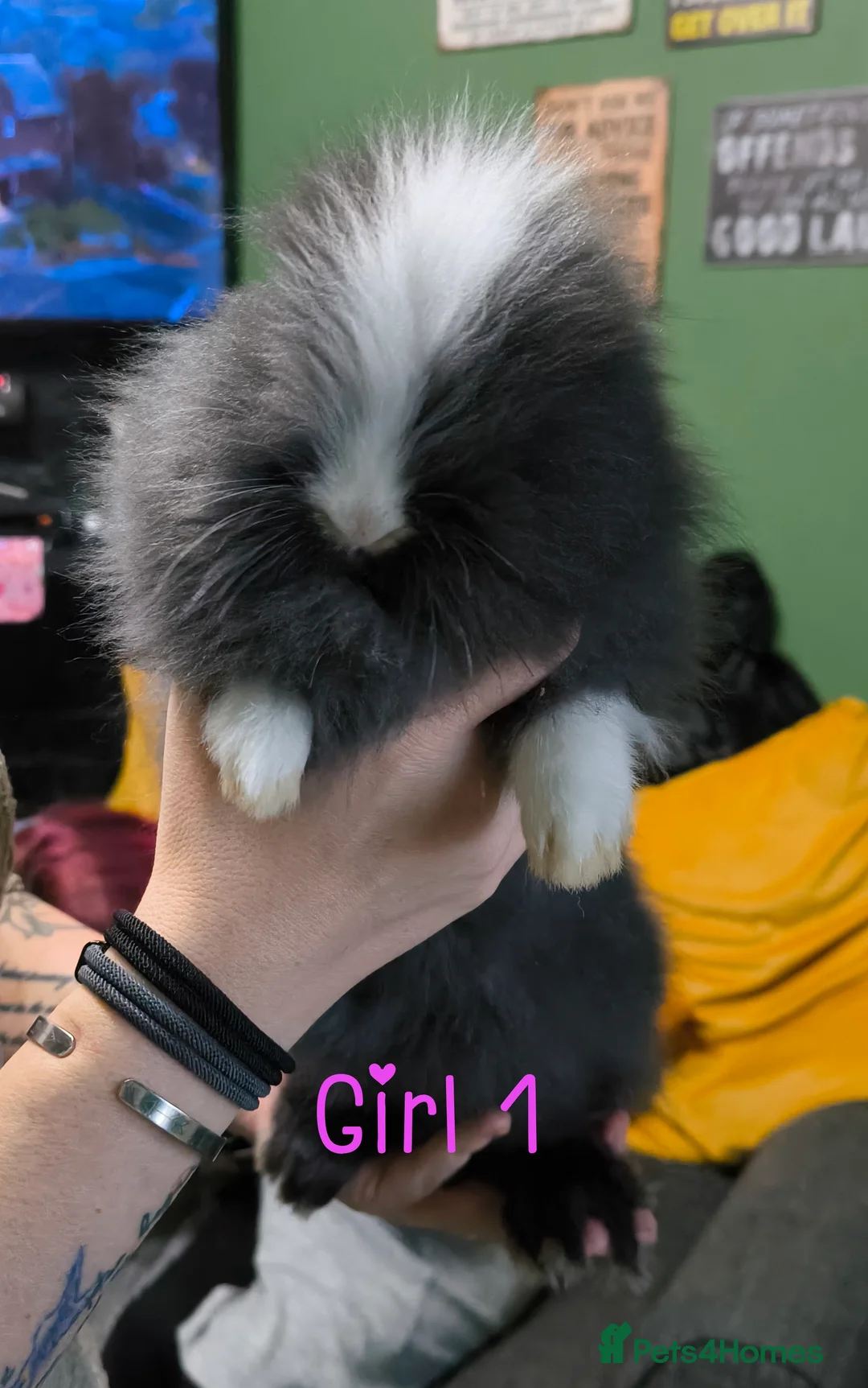 Mixed Breed rabbits for sale: Teddy rabbit  - Advert 1