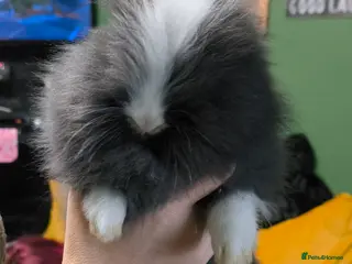 Mixed Breed rabbits Teddy rabbit - Advert 1