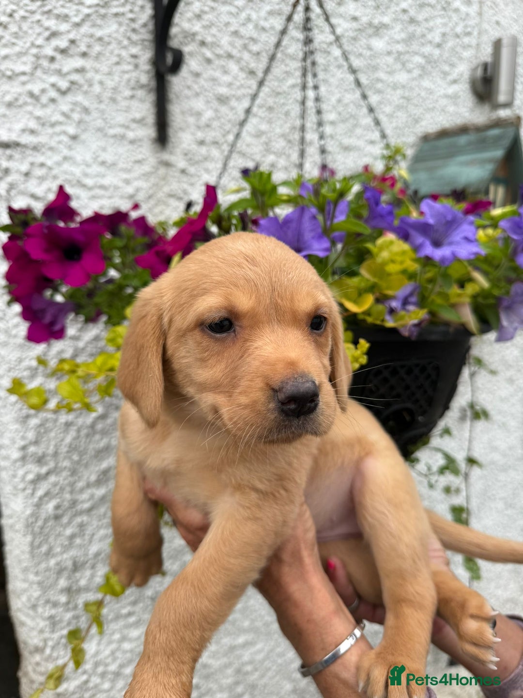 Labrador Retriever dogs for sale: READY NOW Cracking Labrador Retrievers  - Image 3