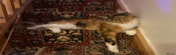 Maine Coon cats for sale: Maine Coon Kittens 2 males  - Advert 15