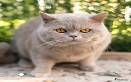 British Shorthair cats for sale: Bsh Cute Teddy Bears  - Advert 15