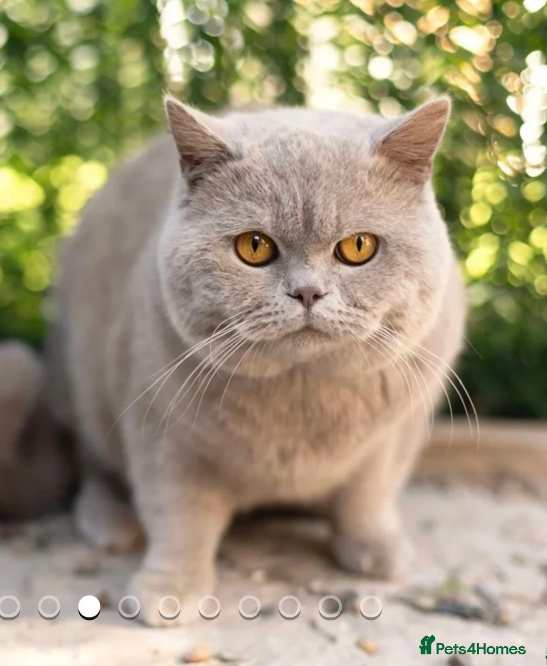 British Shorthair cats for sale: Bsh Cute Teddy Bears  - Advert 15