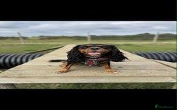 Cavalier King Charles Spaniel dogs for sale: Beautiful kc king charles pup for sale - Image 1