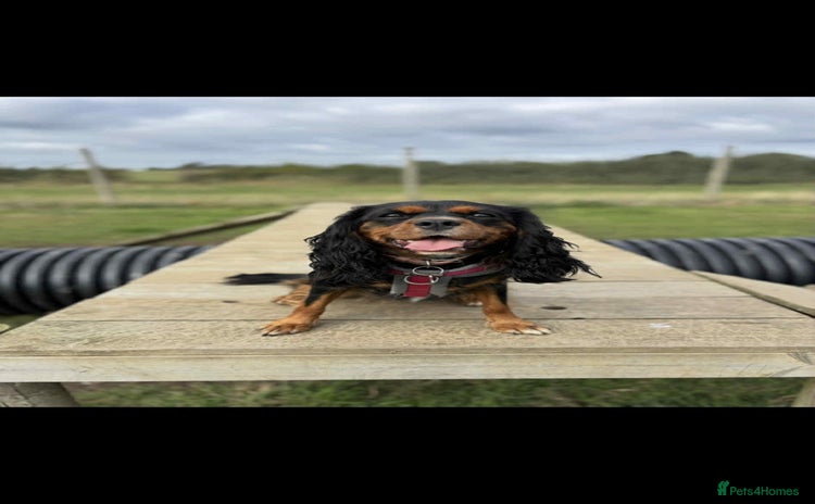 Cavalier King Charles Spaniel dogs - Advert 11