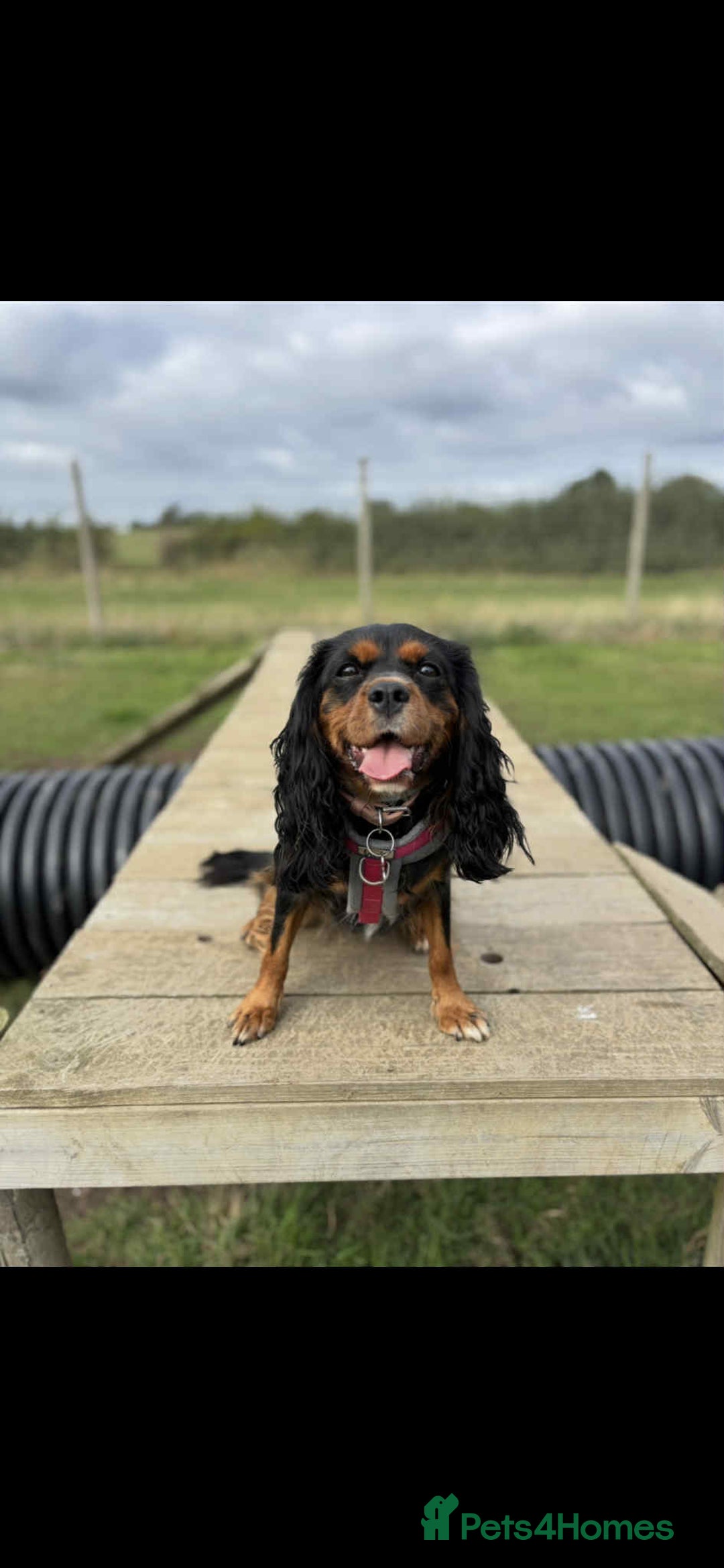 Cavalier King Charles Spaniel dogs for sale: Beautiful kc king charles pup for sale - Image 1