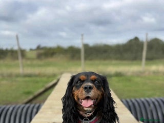 Cavalier King Charles Spaniel dogs for sale - Advert 1