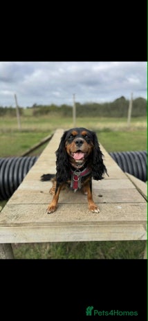 Cavalier King Charles Spaniel dogs - Advert 11