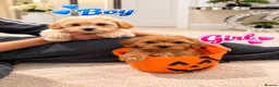 Maltipoo dogs for sale: 🐾🎃 5 GORGEOUS ASIAN  **  MALTIPOO PUPPIES! 🎃 - Advert 5