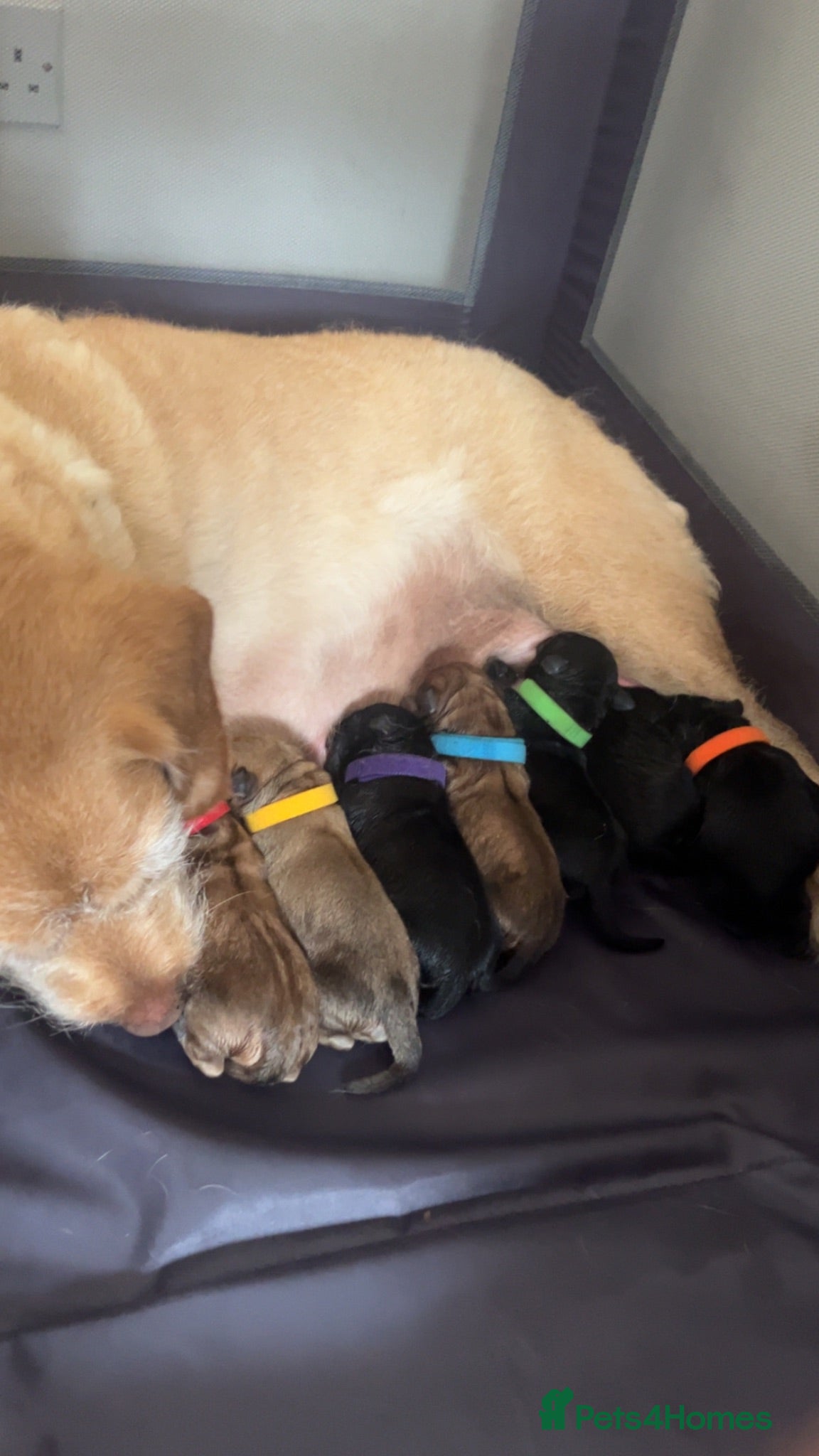 Mixed Breed dogs Canedoodle puppies £1000 - Advert 1