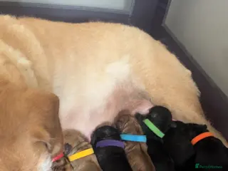 Mixed Breed dogs Canedoodle puppies £1000 - Advert 1