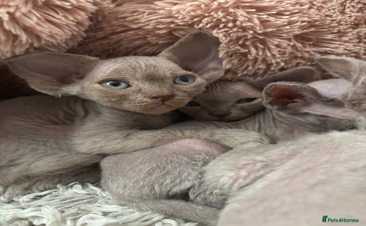Devon Rex cats - Advert 2