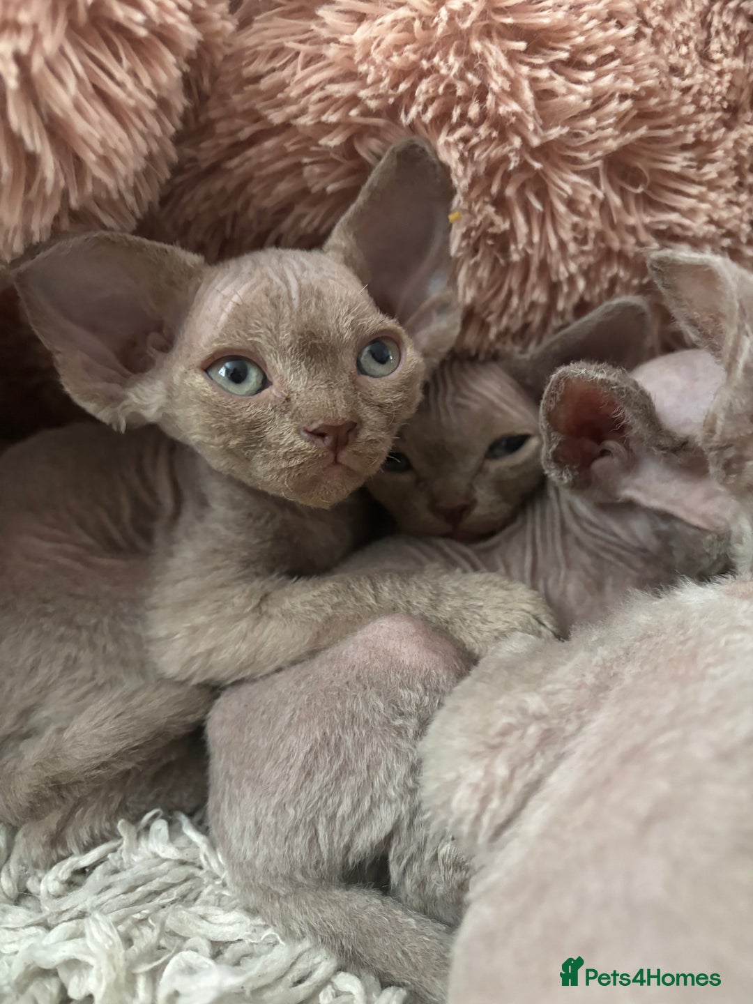 Devon Rex cats for sale: TICA Registered- Lilac Devon Rex Kittens - Image 4