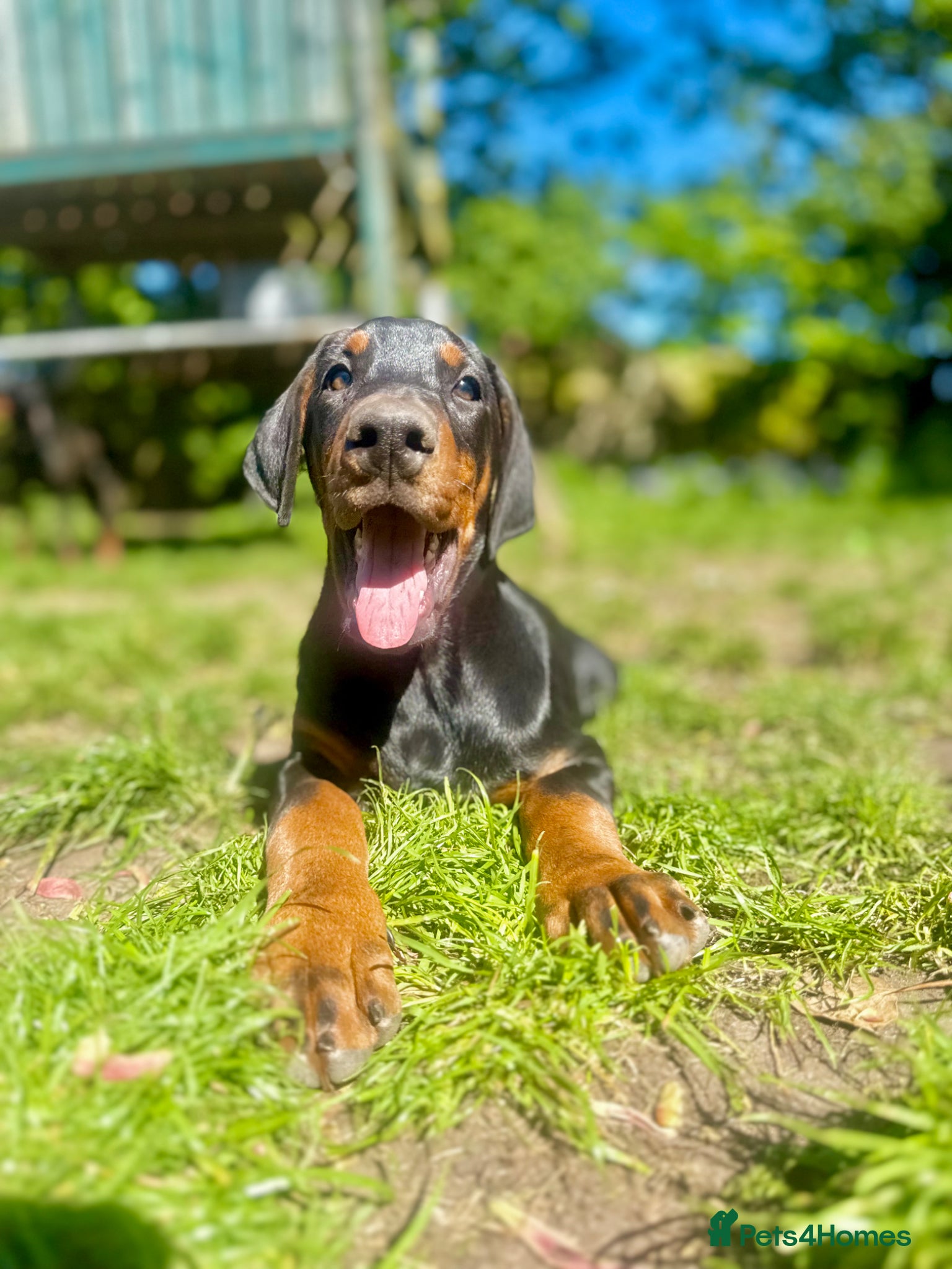 Dobermann dogs World champion pedigree Dobermanns  - Advert 1