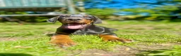 Dobermann dogs for sale: World champion pedigree Dobermanns  - Advert 1