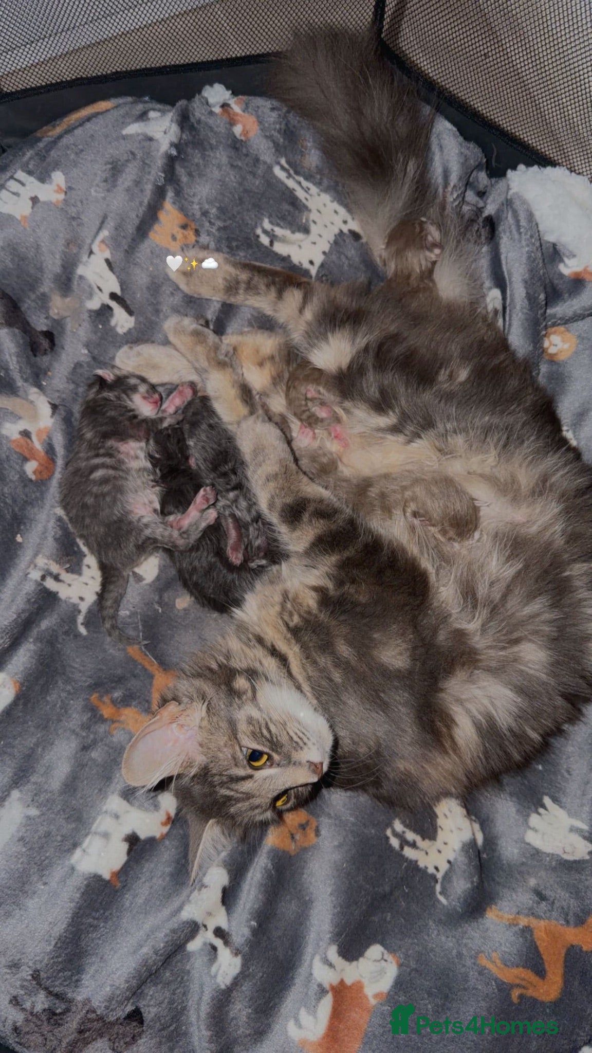 Maine Coon cats Maincoon kittens  - Advert 4
