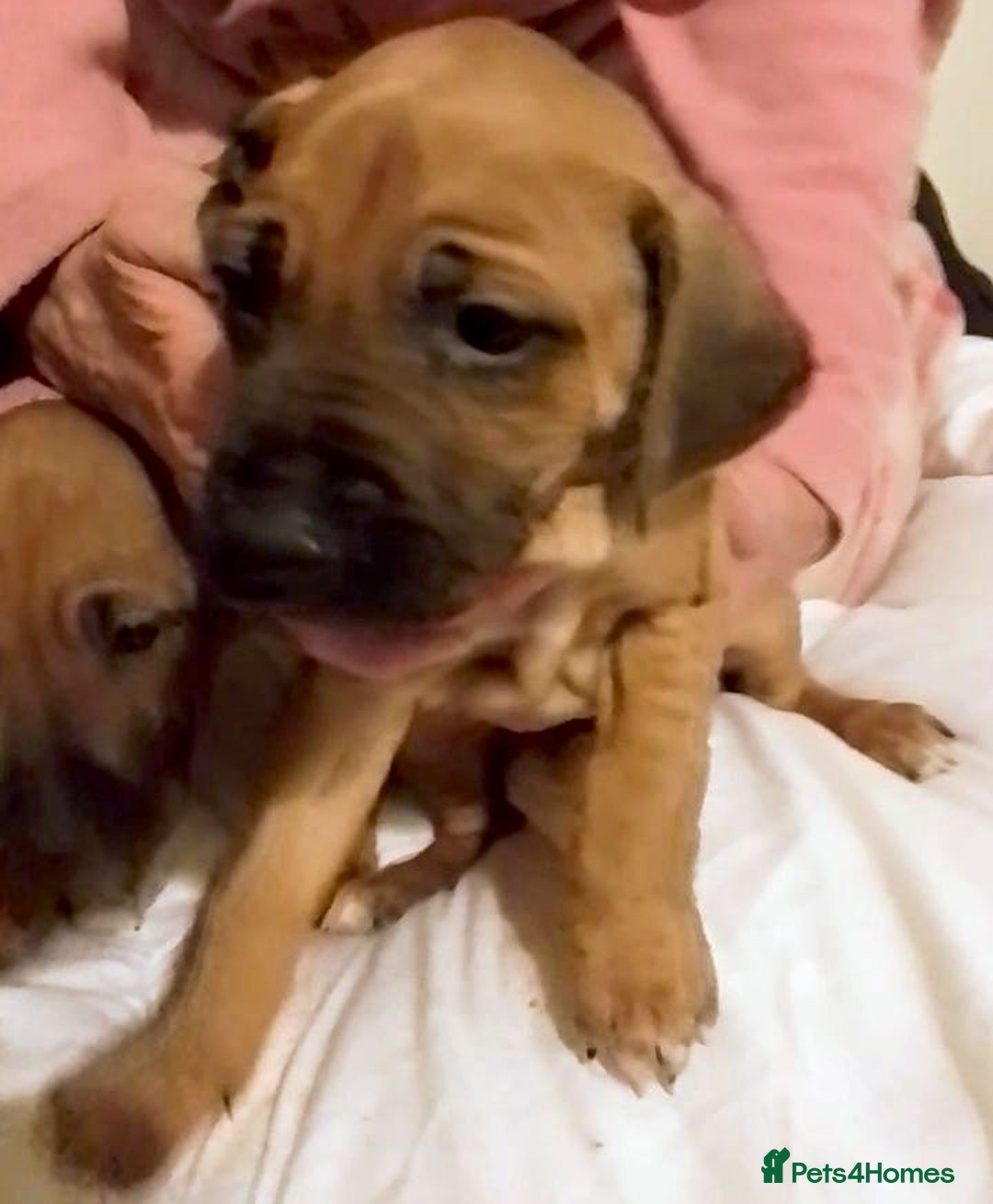 Rhodesian Ridgeback dogs for sale: Rhodesian Ridgeback Puppies - Advert 9