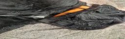 Newfoundland dogs for sale: KC Registered Black Newfoundland Puppies  - Advert 26