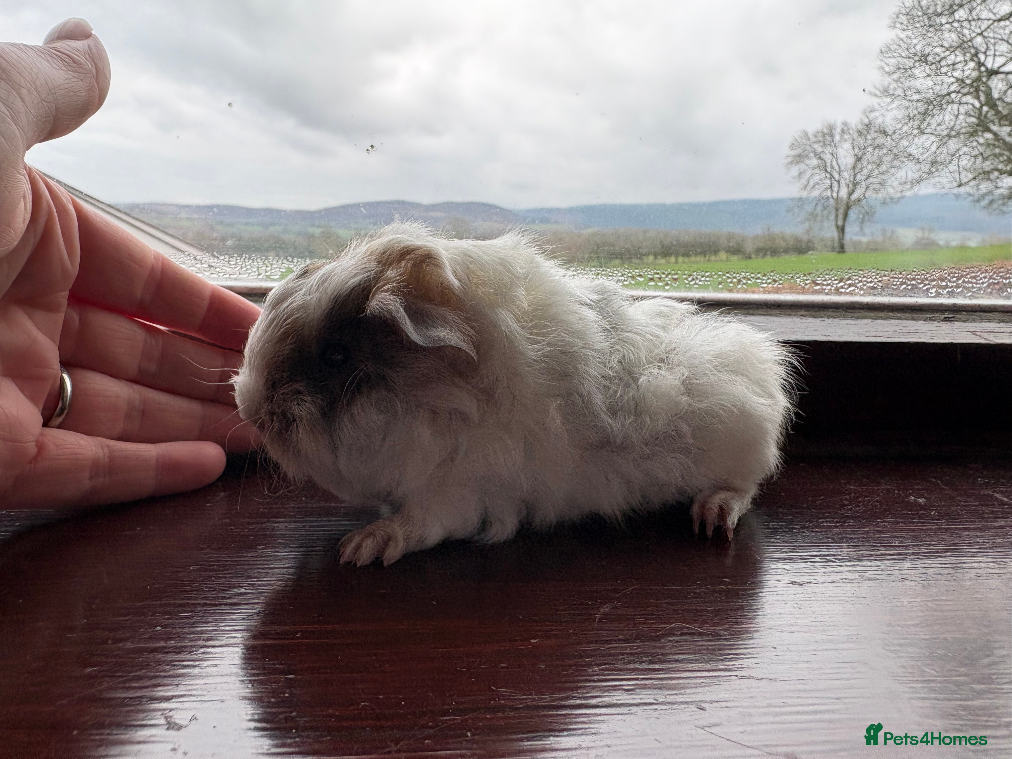 Guinea Pig rodents Male guinea pigs - long & short haired  - Advert 3